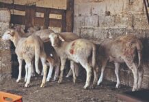 Αλεξανδρούπολη: Καταδίκη για εισαγωγή εμβολίων κατά της ευλογιάς αιγοπροβάτων από την Τουρκία