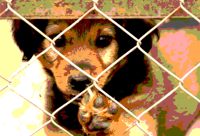 cruelty-1